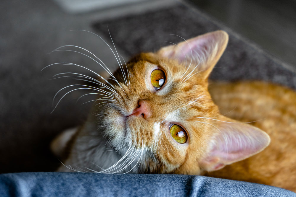 Katze mit orangenen Augen und Fell