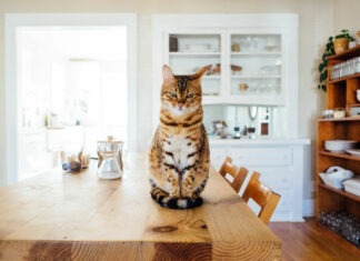 Katze sitzt auf einem Küchentisch