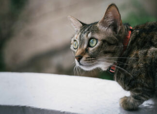 Katze trägt GPS-Tracker