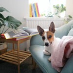 Hund liegt auf der Couch mit einer Decke