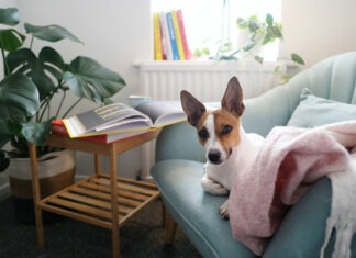 Hund in Mietwohnung