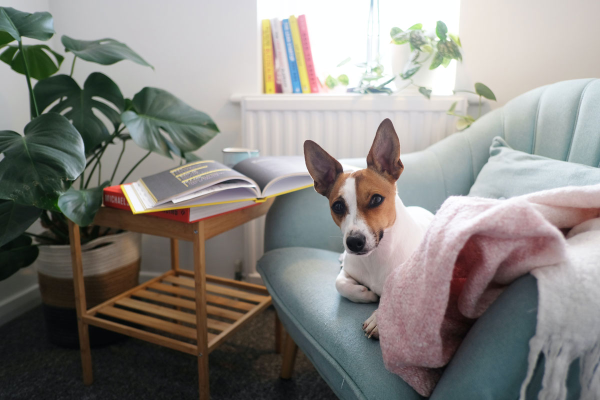Hund liegt auf der Couch mit einer Decke