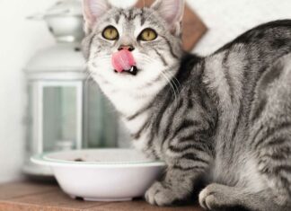 Katze sitzt vor ihrem Napf und frisst veganes Katzenfutter