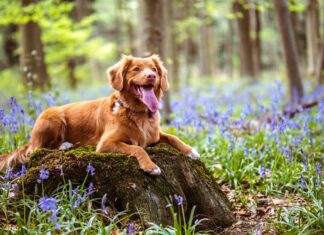 Hund trägt GPS Tracker im Wald