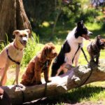 unterschiedliche Hunderassen sitzen auf einem Baumstumpf