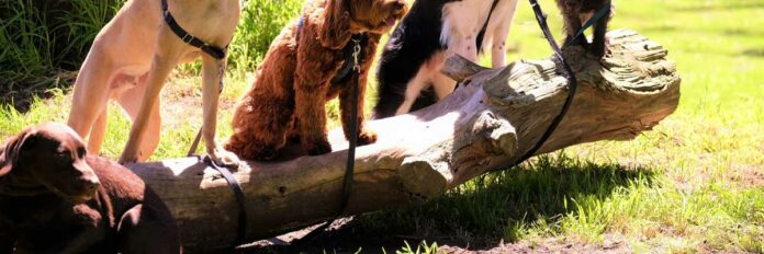 unterschiedliche Hunderassen sitzen auf einem Baumstumpf