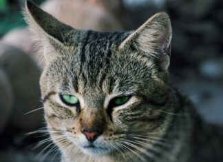 Katze mit tränendem Auge