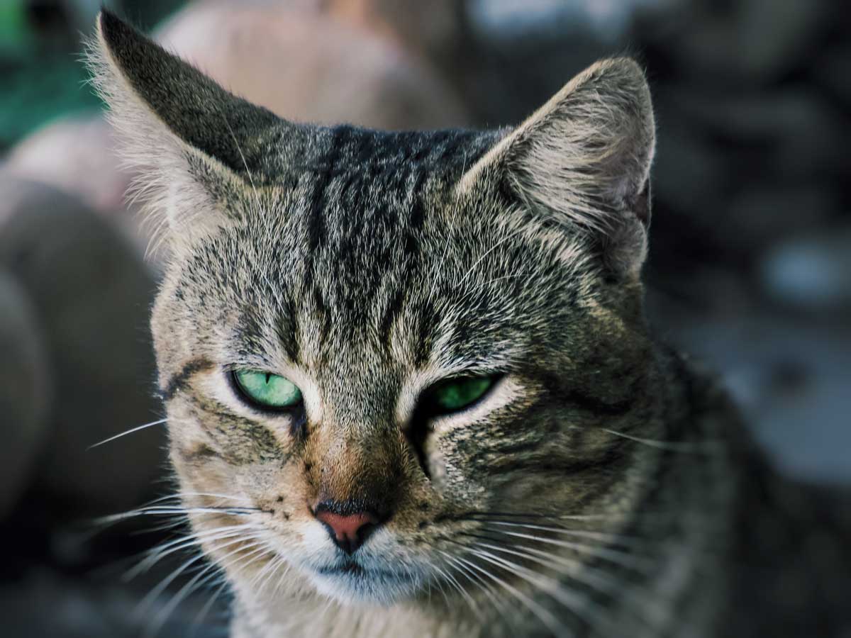 Katze mit tränendem Auge