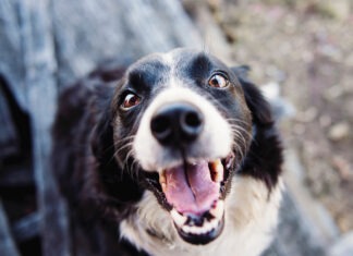 Hund schaut in die Kamera