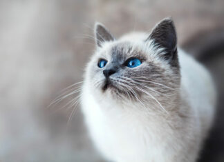 Katze mit blauen Augen schaut nach links