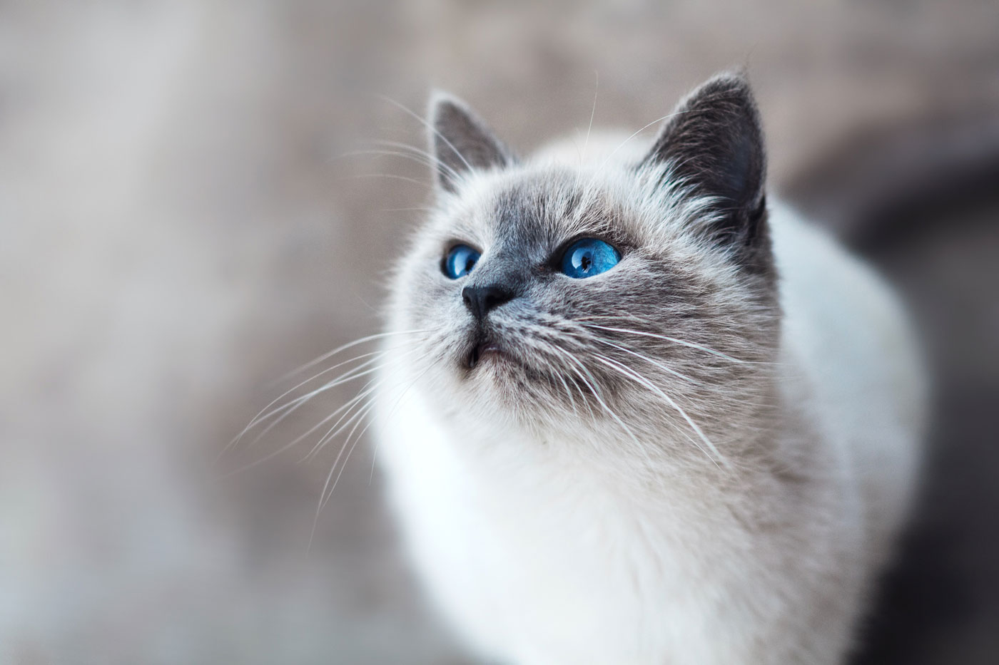 Katze mit blauen Augen schaut nach links
