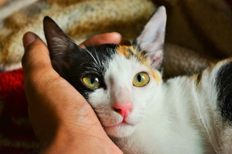 Meine Katze stirbt! Verabschieden Katzen sich, wenn Sie sterben?