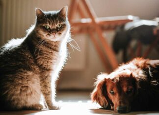 Katze und Hund sitzen nebeneinander