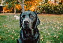 Hund schaut böse in die Kamera