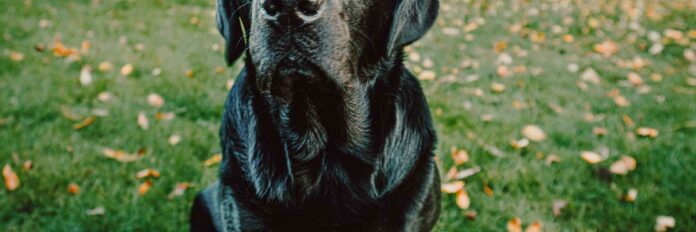 Hund schaut böse in die Kamera