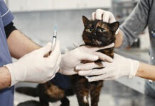 Katze erhält Spritze bei FIP beim Tierarzt
