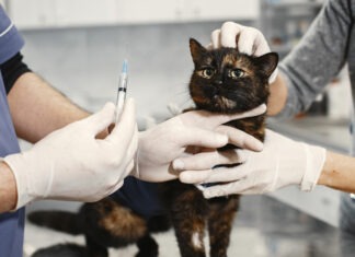 Katze erhält Spritze bei FIP beim Tierarzt