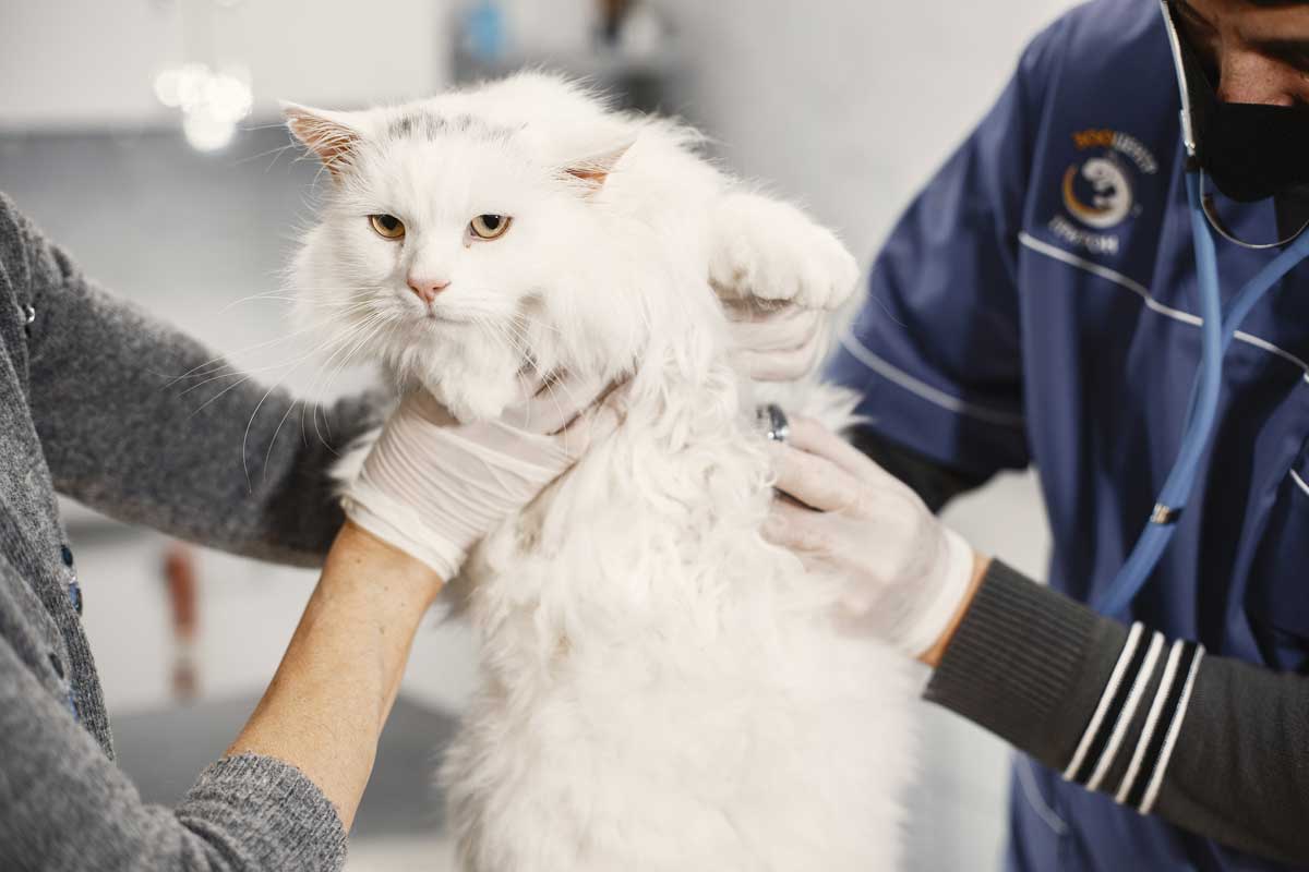 Katze wird beim Tierarzt kastriert