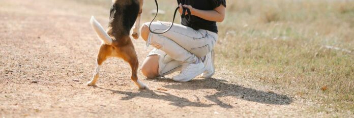 Hundebesitzerin kniet auf dem Boden und spielt mit ihrem Hund und hält ein Leckerchen in die Luft