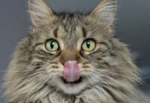 Katze schaut hungrig in die Kamera und leckt sich mit der Zunge über die Nase