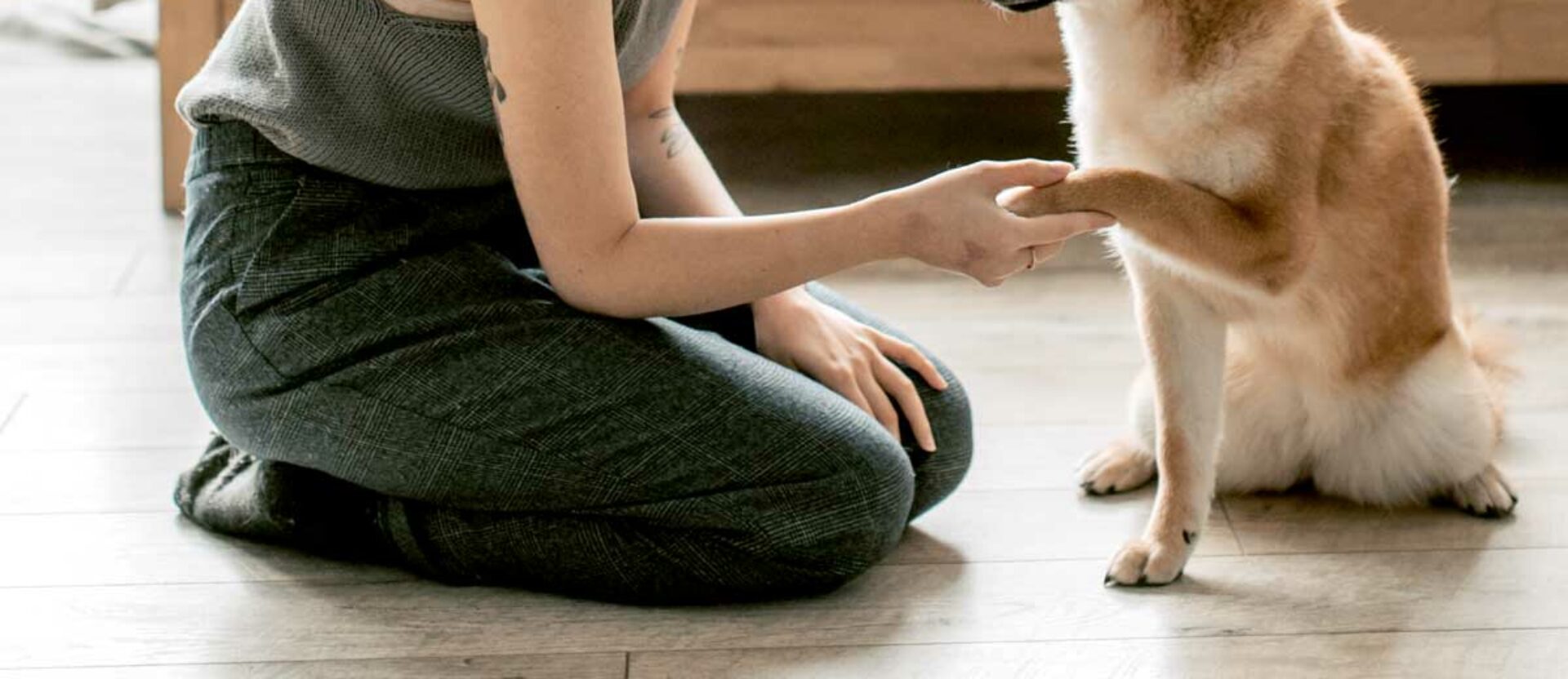 Frau bekommt Pfötchen von ihrem Hund