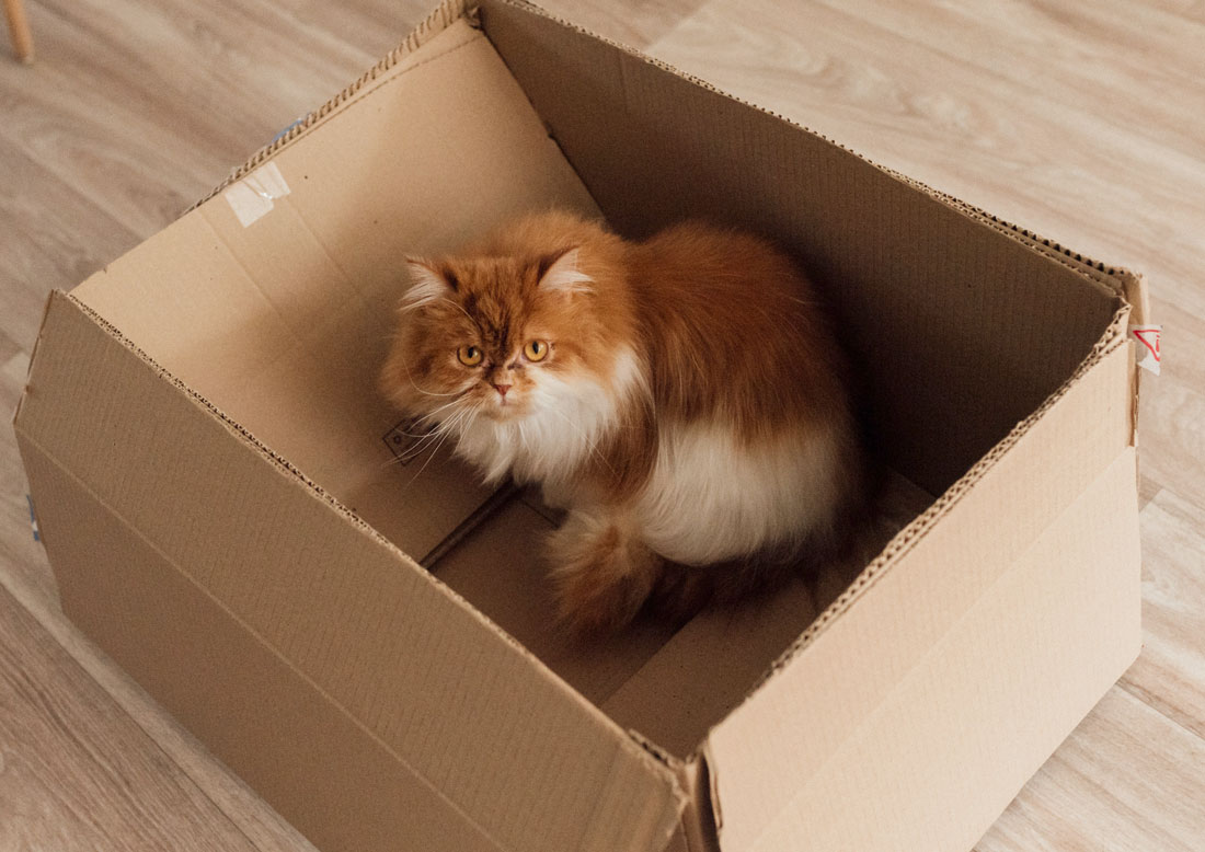 Katze sitzt während des Umzugs in einem Karton und schaut raus