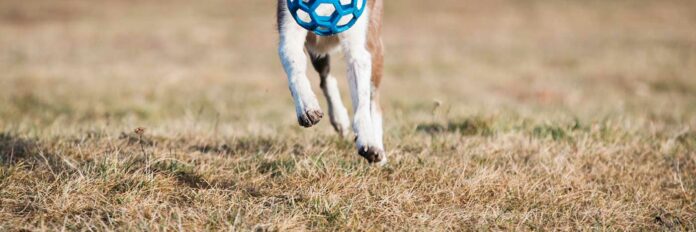 Hund hat eine Frisbee zum Spielen im Maul