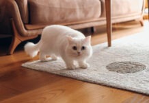 Weiße Katze hat auf den weißen Wohnzimmerteppich gepinkelt