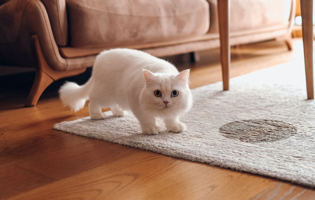 Weiße Katze hat auf den weißen Wohnzimmerteppich gepinkelt
