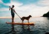 Herrchen fährt mit seinem Hund auf einem Stand up Paddeln auf dem See
