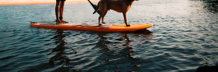 Herrchen fährt mit seinem Hund auf einem Stand up Paddeln auf dem See