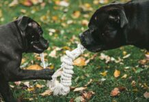 Zwei schwarze Hunde spielen mit einem selbstgemachten, geflochtenem Seilspielzeug