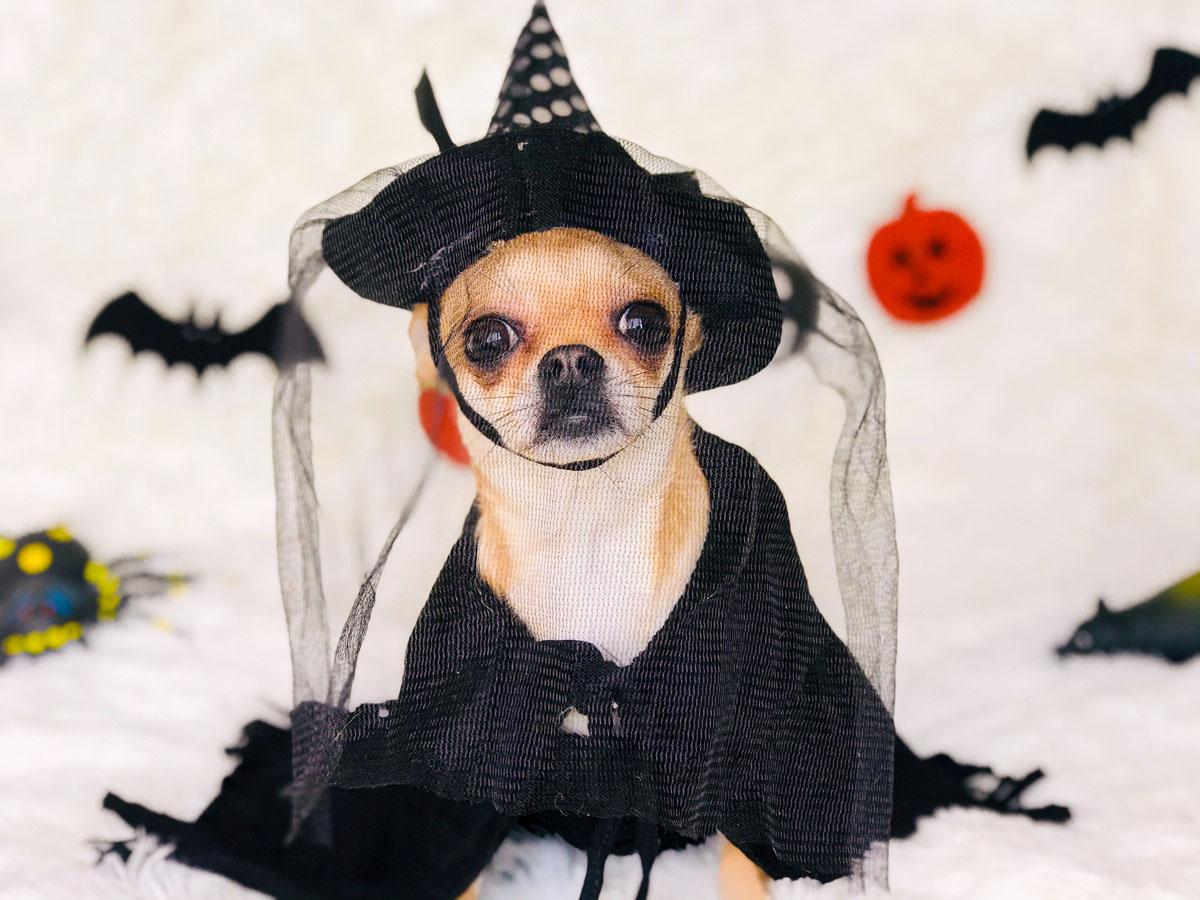 Kleiner Hund trägt ein Hexen Halloween Kostüm