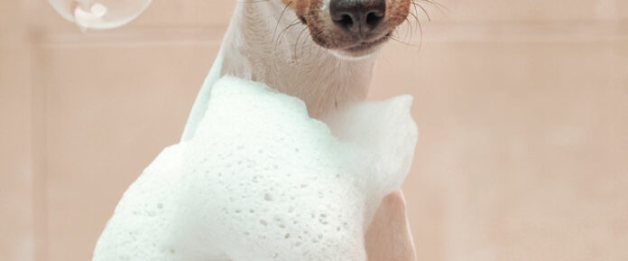 Hund hat selbstgemachtes Hundeshampoo auf seinem Fell und schaut in die Kamera