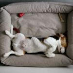 Hund schläft in einem gemütlichen, grauen Hundebett