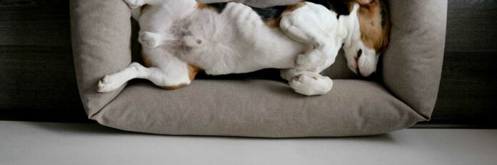 Hund schläft in einem gemütlichen, grauen Hundebett