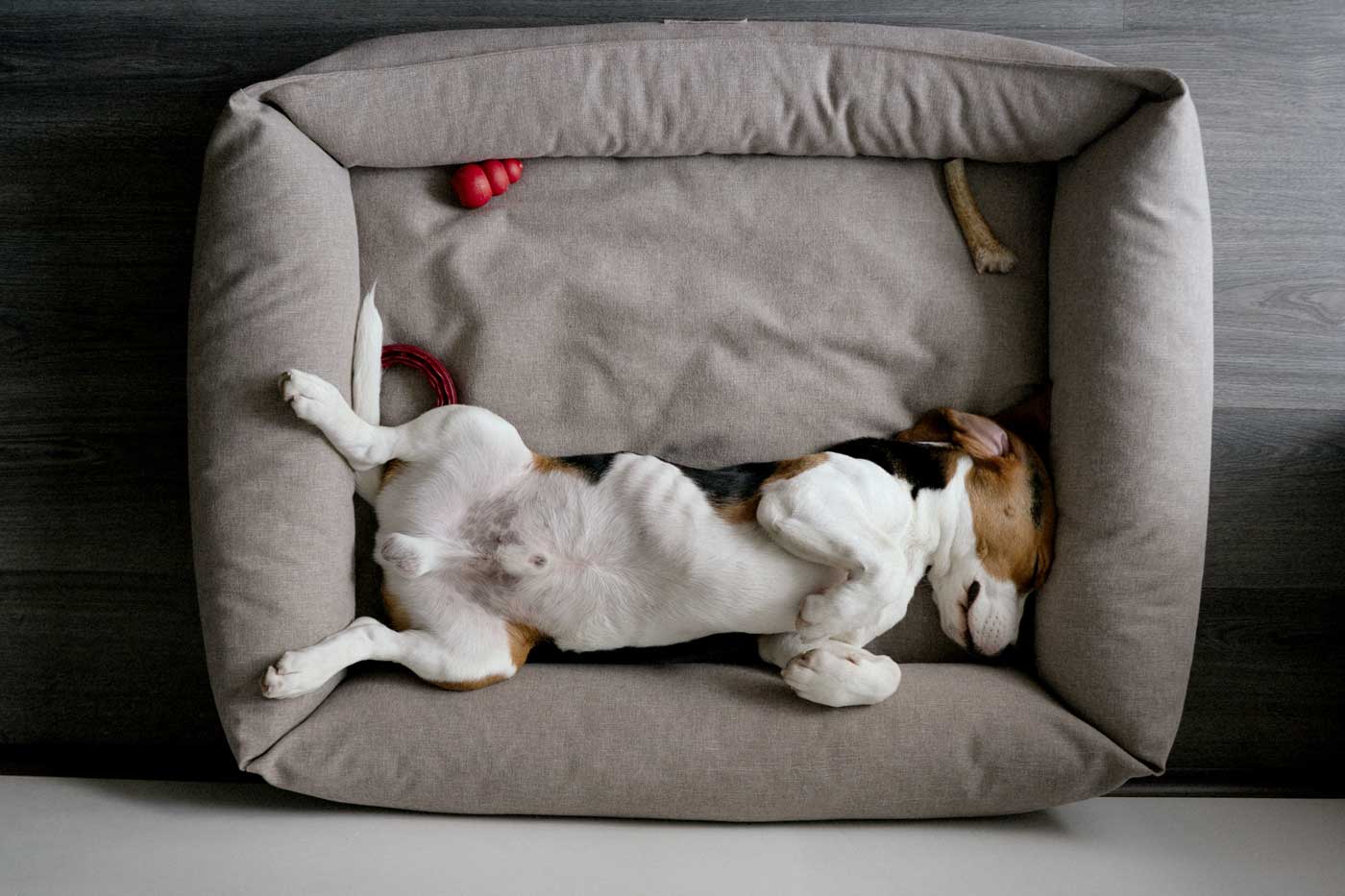 Hund schläft in einem gemütlichen, grauen Hundebett