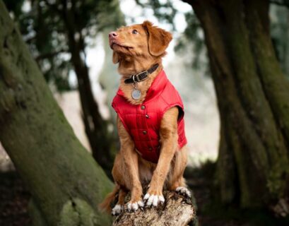 Hund trägt eine rote Hundejacke im Freien