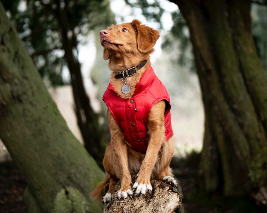 Hund trägt eine rote Hundejacke im Freien