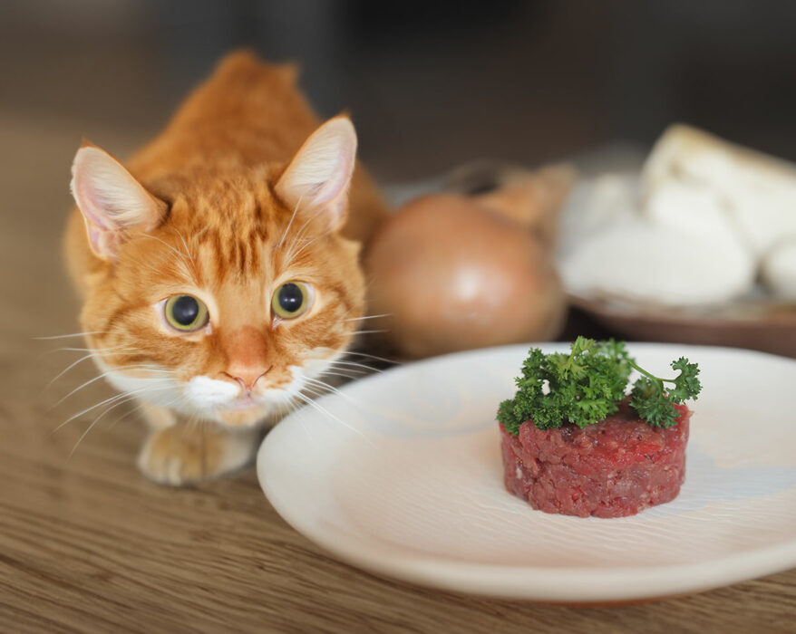 Katze sitzt vor ihrem Fressnapf mit rohem fleisch