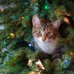Katze sitzt oben im Weihnachtbaum und schaut raus