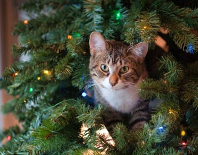 Katze sitzt oben im Weihnachtbaum und schaut raus