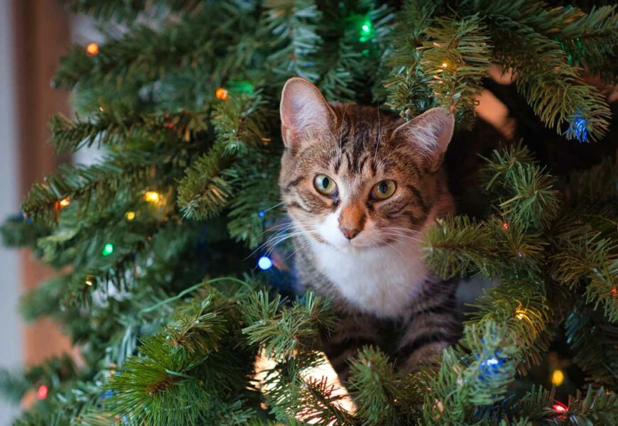 Katze sitzt oben im Weihnachtbaum und schaut raus