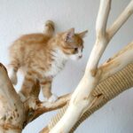 Babykatze sitzt in einem selbstgebauten Katzen Kratzbaum