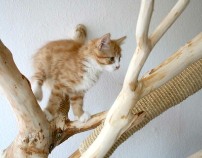 Babykatze sitzt in einem selbstgebauten Katzen Kratzbaum