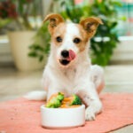 Hund sitzt vor seinem Fressnapf mit Superfood Lachs und Brokkoli