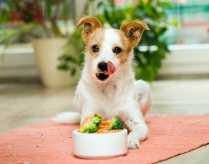 Hund sitzt vor seinem Fressnapf mit Superfood Lachs und Brokkoli