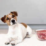 Jack Russel Terrier sitzt neben seinem rohen Fleisch Napf