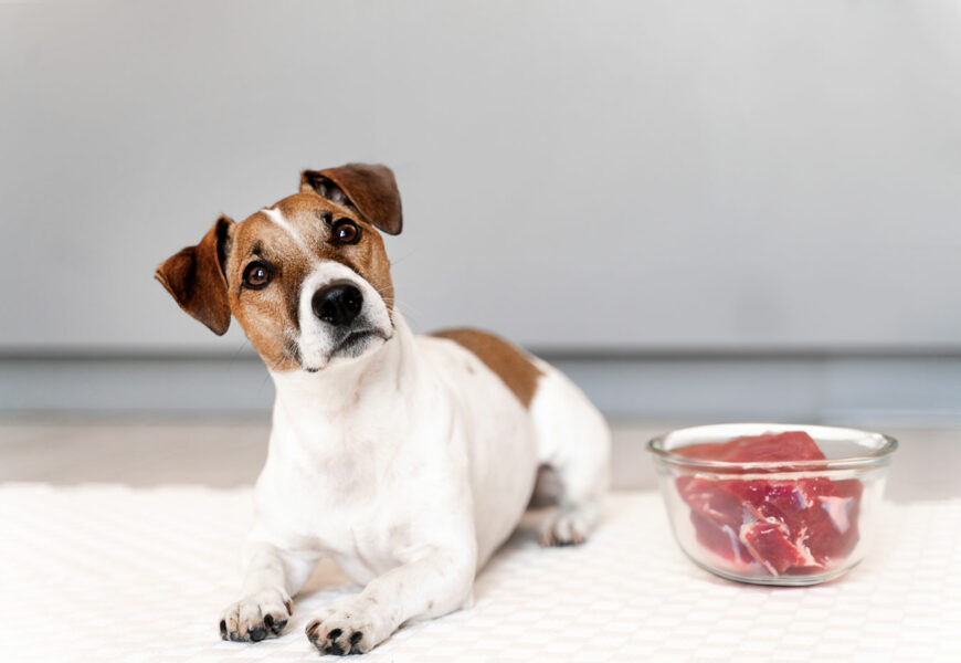 Jack Russel Terrier sitzt neben seinem rohen Fleisch Napf