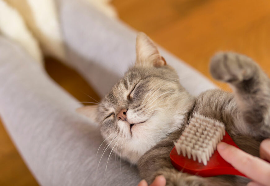 Katze bekommt eine Katzenmassage mit einer Massagebürste